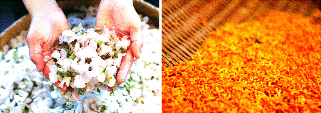 香り(時季の植物)