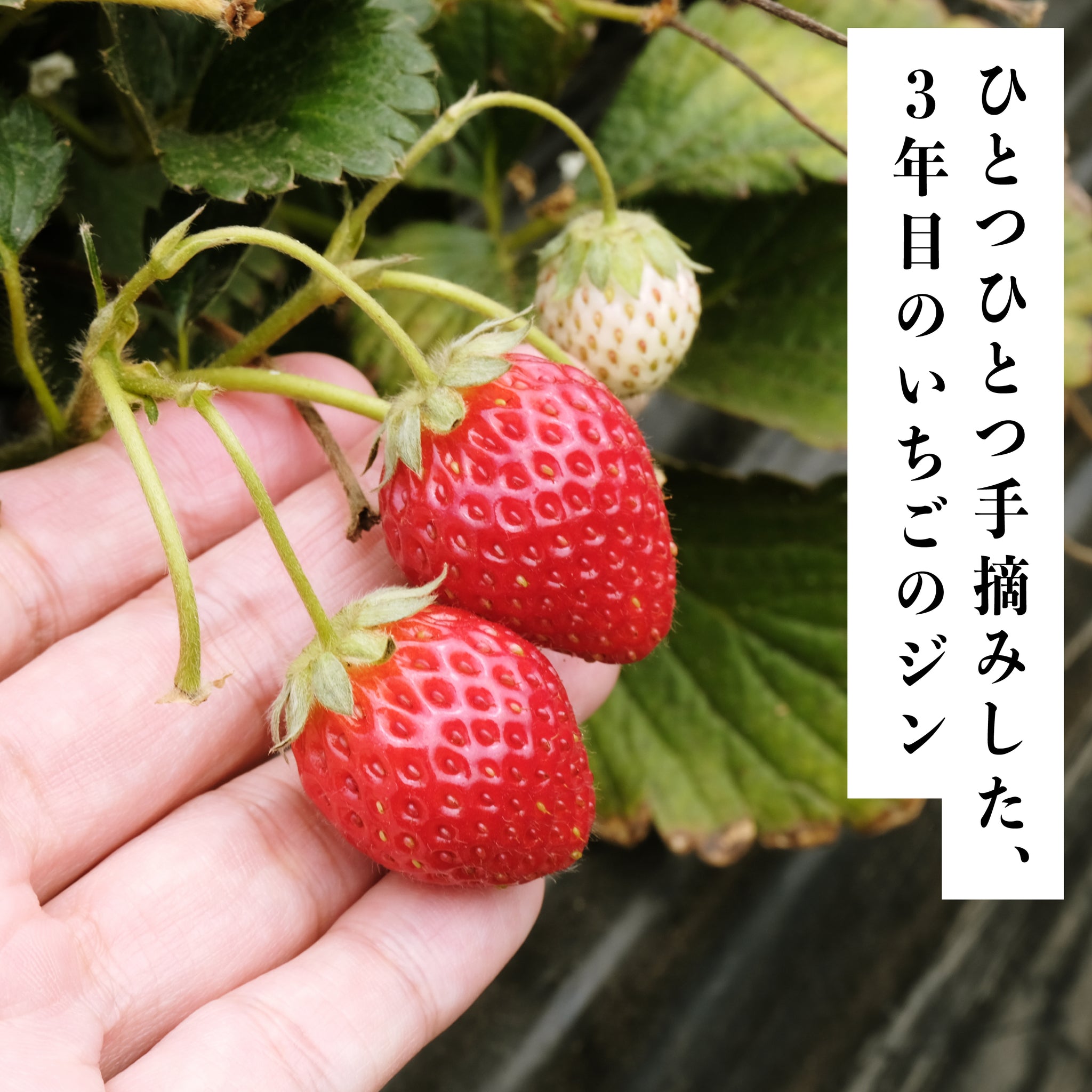 ひとつひとつ手摘みした、3年目のいちごのジン